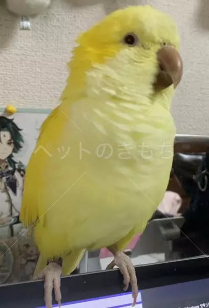 迷子鳥の画像