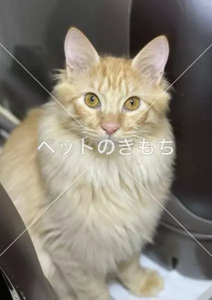 迷子猫の画像
