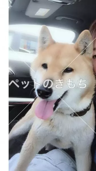 迷子犬の画像
