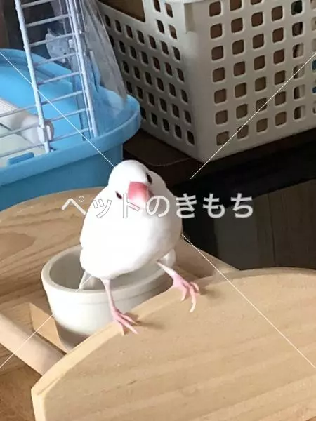 迷子鳥の画像