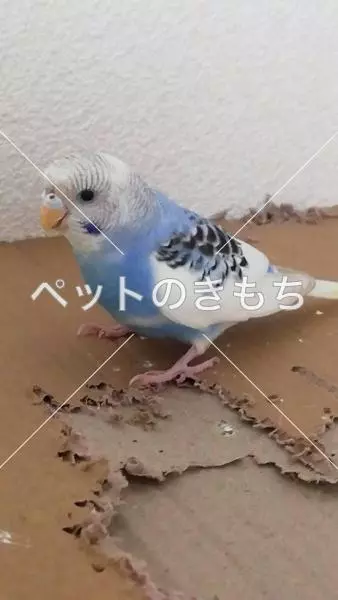 コメント投稿の画像