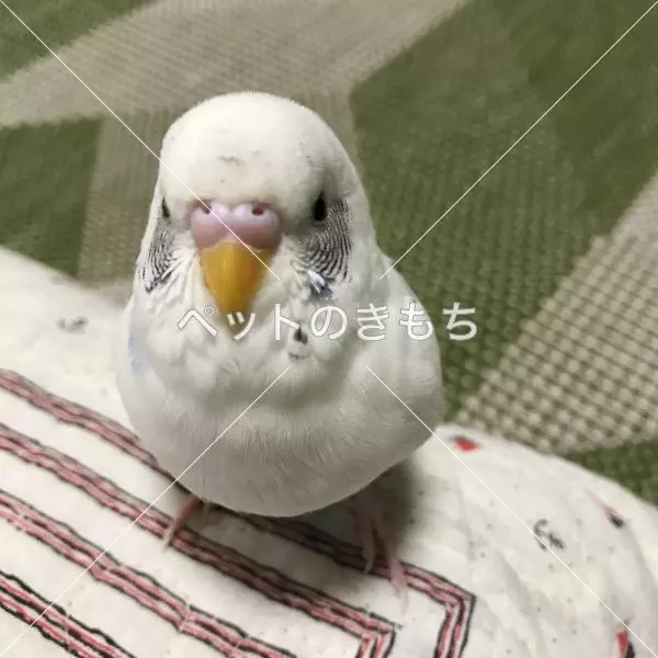 迷子鳥の画像