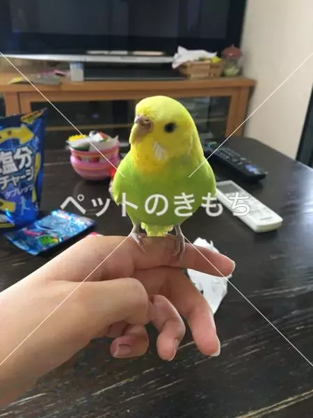 迷子鳥の画像