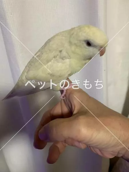 迷子鳥の画像