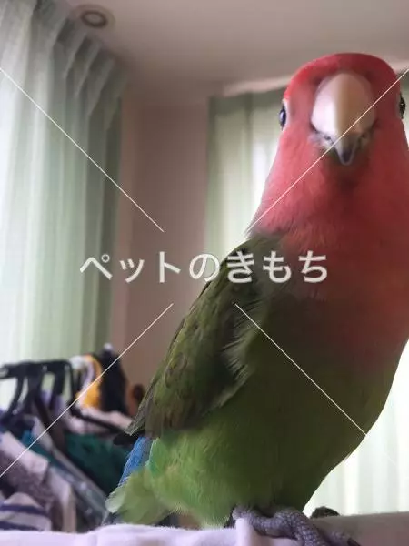 迷子鳥の画像