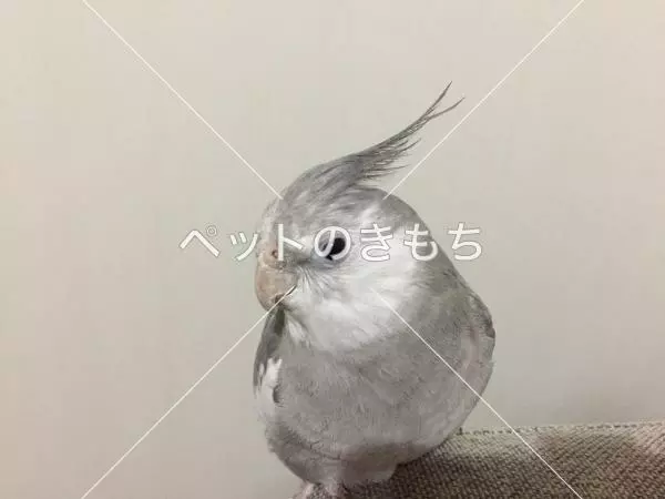 迷子鳥の画像