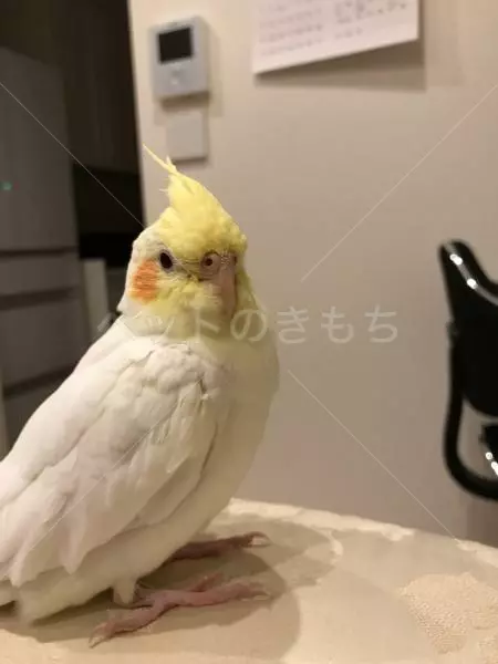 迷子鳥の画像