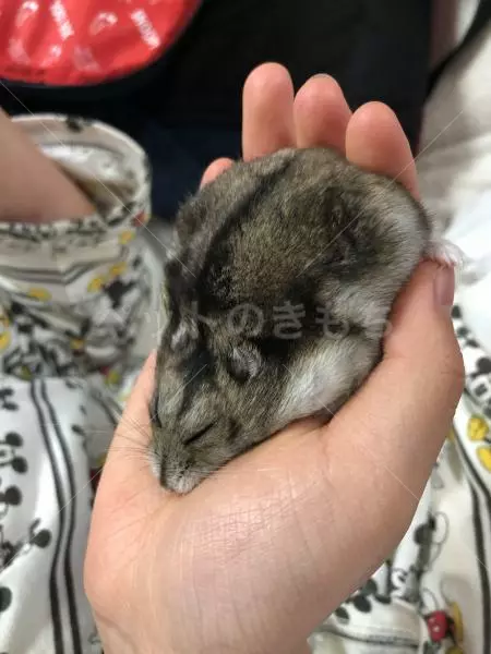 迷子ペットの画像