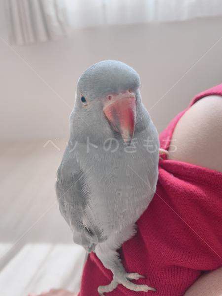 迷子鳥の画像