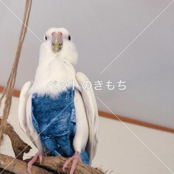 迷子鳥の画像