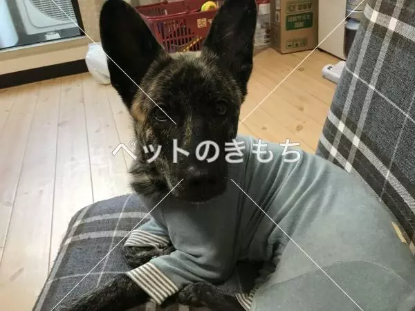 迷子犬の画像