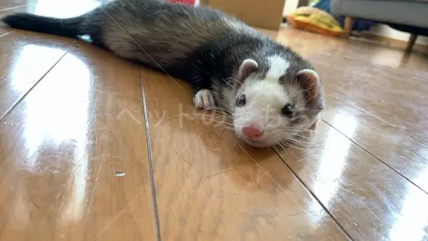 迷子ペットの画像