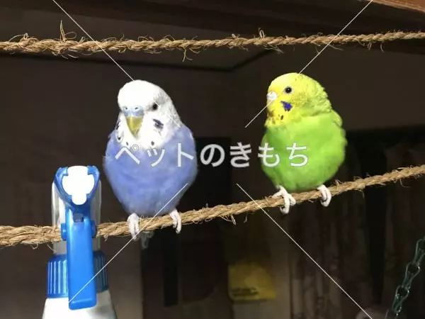 迷子鳥の画像