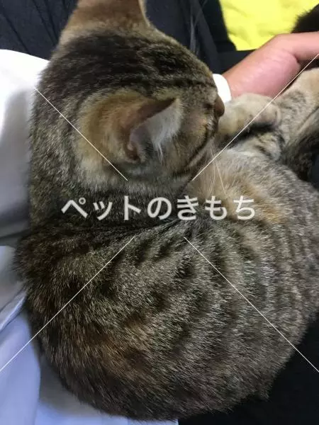 保護猫の画像
