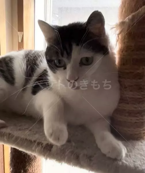 迷子猫の画像