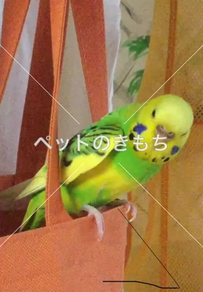 迷子鳥の画像