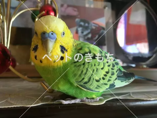 迷子鳥の画像