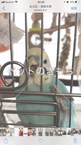 コメント投稿の画像