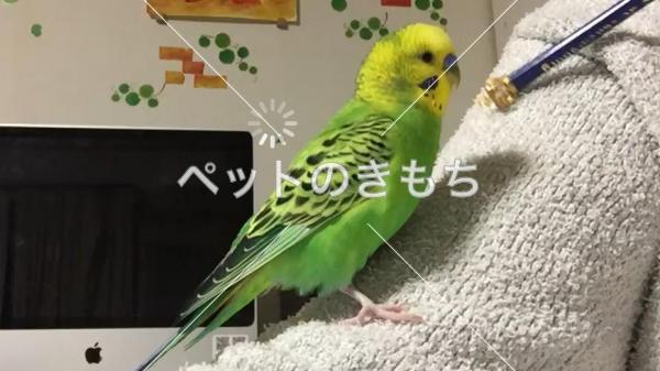 迷子鳥の画像