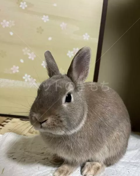 迷子ペットの画像