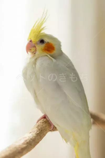 迷子鳥の画像