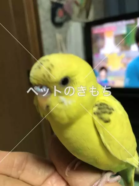 迷子鳥の画像