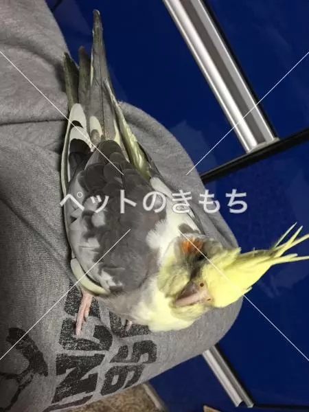 迷子鳥の画像