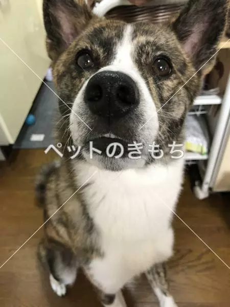迷子犬の画像
