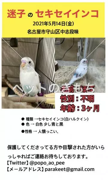 迷子鳥の画像