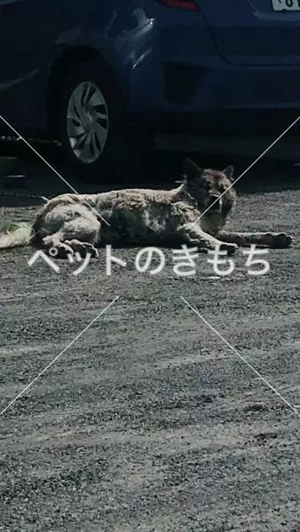 コメント投稿の画像