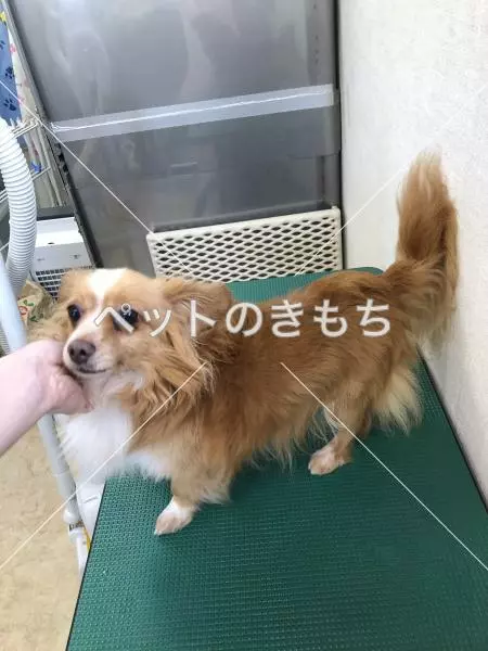 保護犬の画像