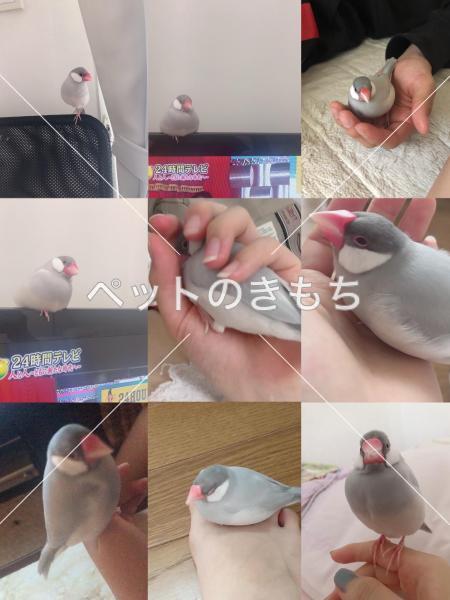 迷い鳥の写真