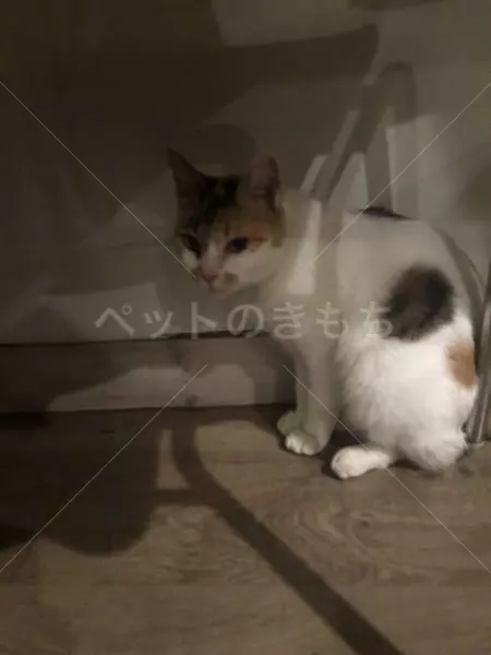 保護猫の画像