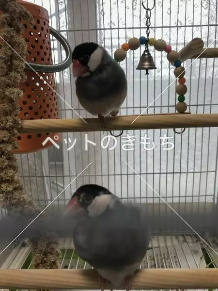 迷子鳥の画像