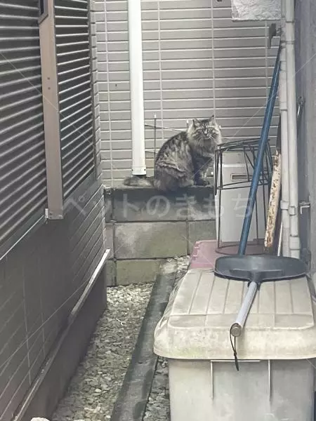 コメントの画像