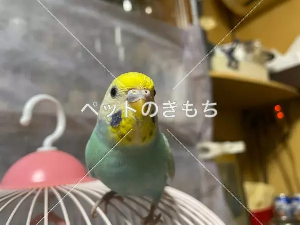 迷子鳥の画像