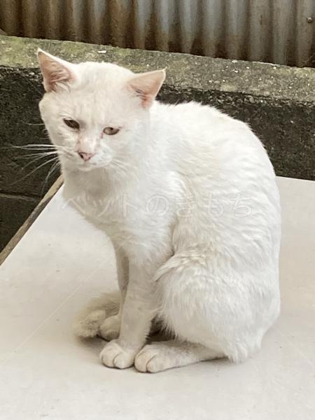 保護猫の写真