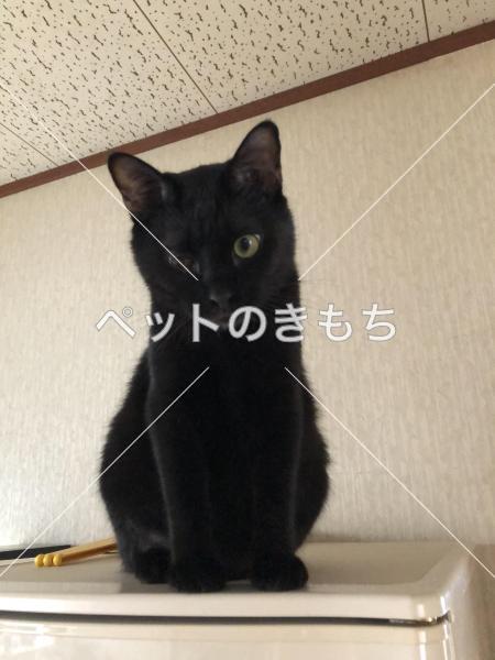 迷い猫の写真