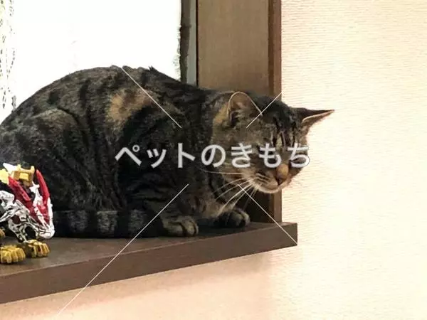 コメント投稿の画像
