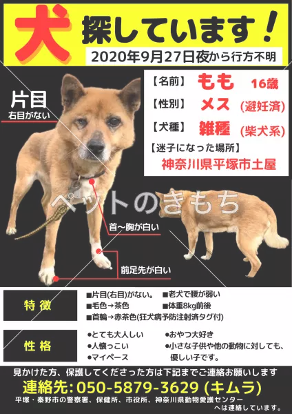 迷子犬の画像