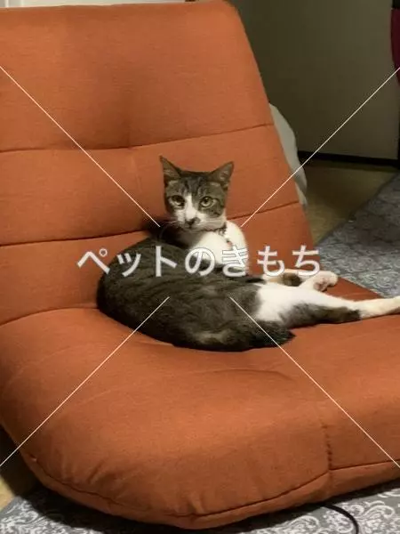 迷子猫の画像