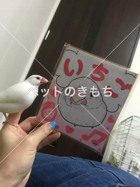 迷子鳥の画像