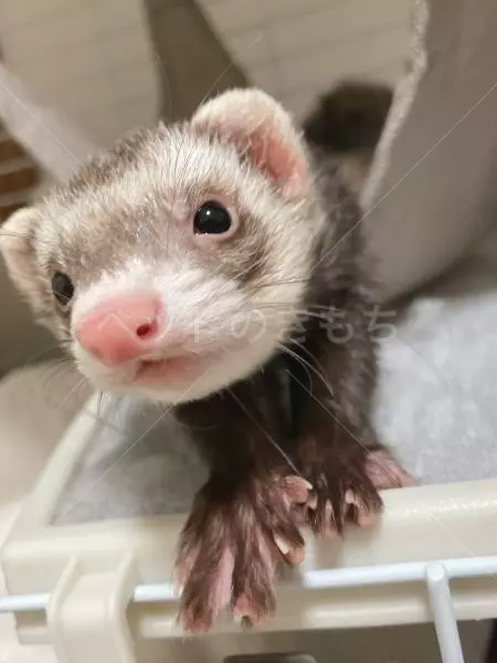 迷子ペットの画像