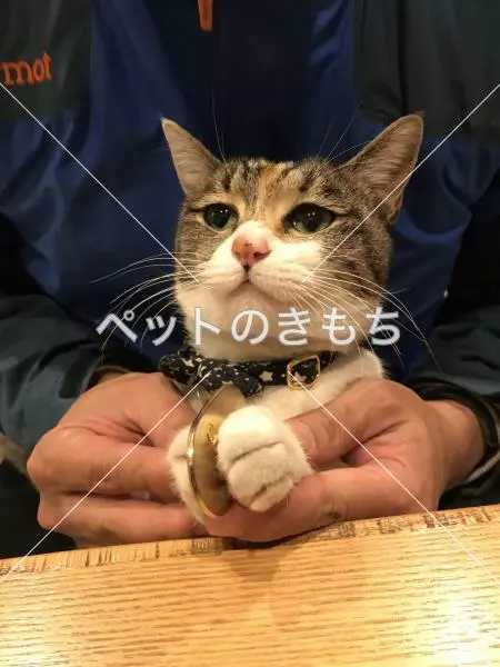 迷子猫の画像