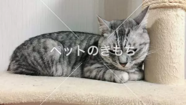 迷子猫の画像