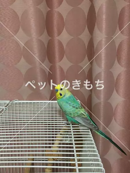 迷子鳥の画像