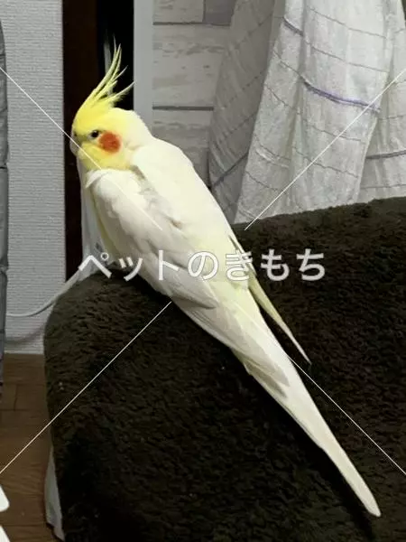 迷子鳥の画像