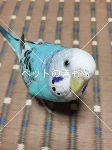 コメント投稿の画像