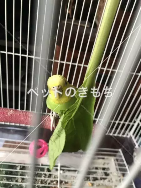 迷子鳥の画像
