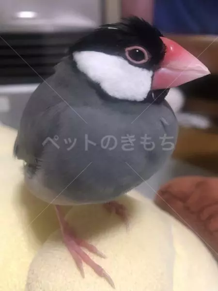 迷子鳥の画像